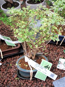 Duranta variegata bonsai 6 years in a garden centre. Identified by its commercial botanic label. Probably Duranta erecta variegata.