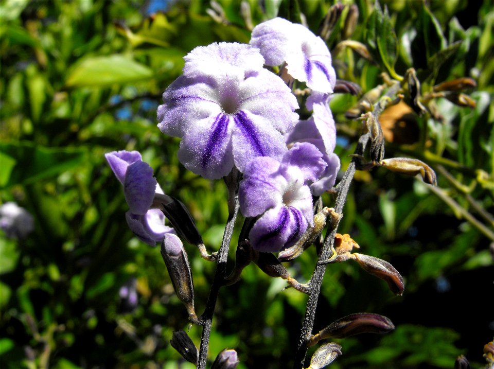 Duranta erecta at Quail Botanical Gardens in Encinitas, California, USA.