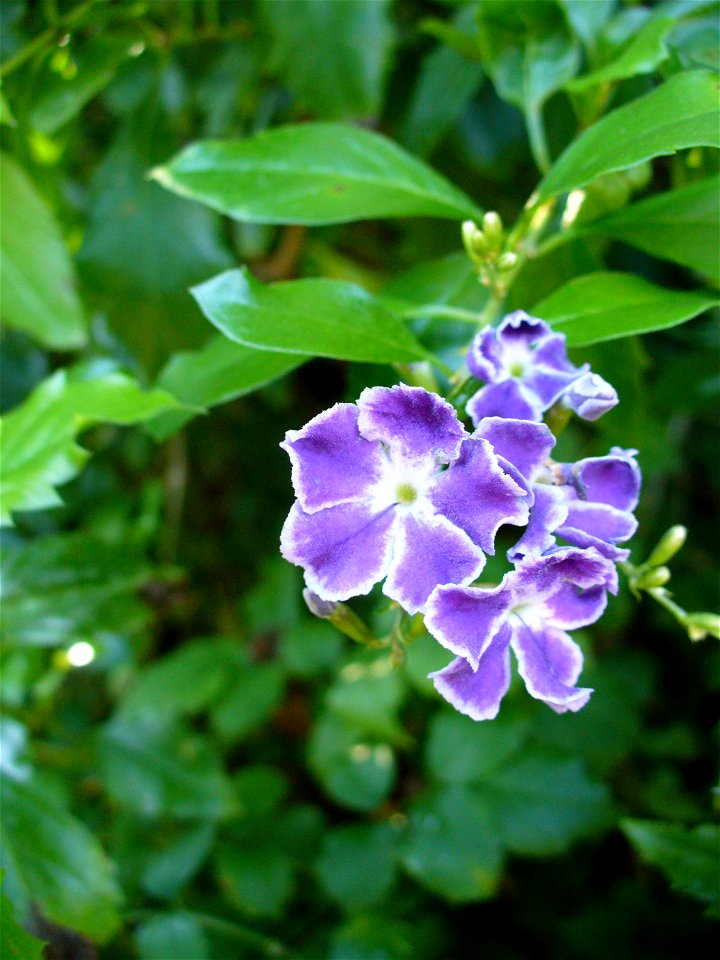 I am the originator of this photo. I hold the copyright. I release it to the public domain. This photo depicts flowers of Duranta erecta