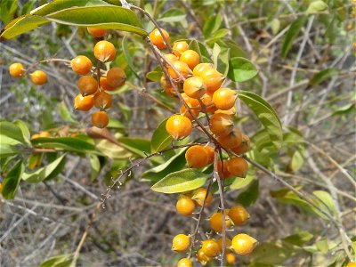 ஆகாயப்பூ 
Botanical name -  Duranta erecta
Common name – Pigeon berry
Plant  gives a better antioxidant activity. Beautiful garden plant.

S.Soundarapandian (talk) 17:42, 24 February 2018 (UTC)