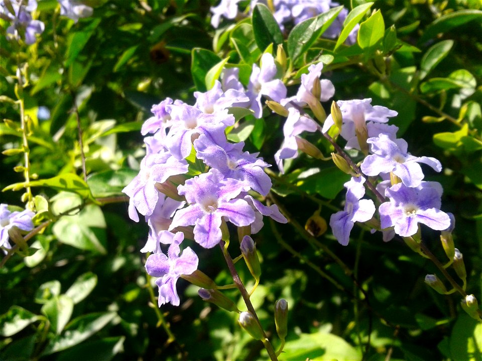Botanical name: Duranta erecta. Common name: Pigeon berry. Plant  gives a better antioxidant activity. Beautiful garden plant. 
S.Soundarapandian (talk) 17:49, 24 February 2018 (UTC)