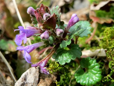 Gundermann (Glechoma hederacea) im Schwetzinger Hardt