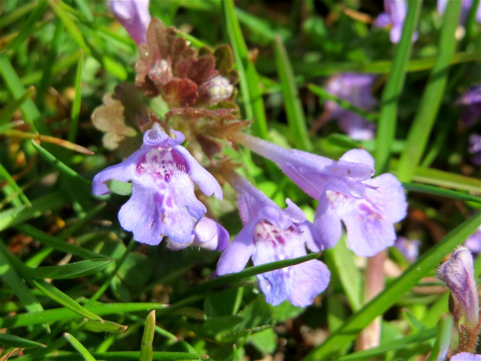 Gundermann (Glechoma hederacea) in Hockenheim