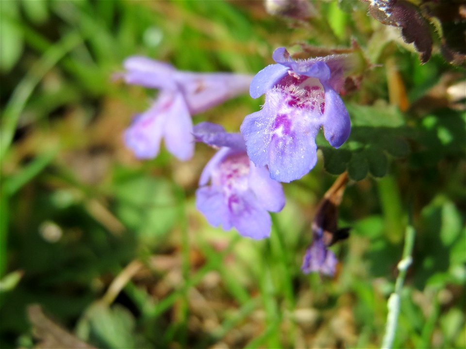 Gundermann (Glechoma hederacea) in Hockenheim