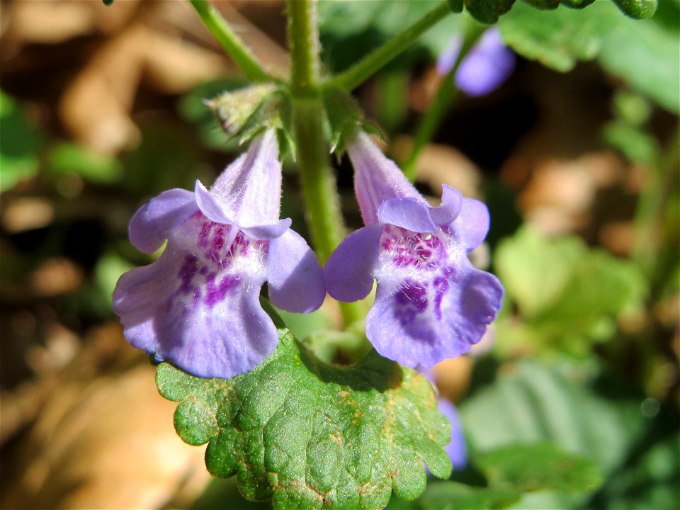 Gundermann (Glechoma hederacea) im Schwetzinger Hardt
