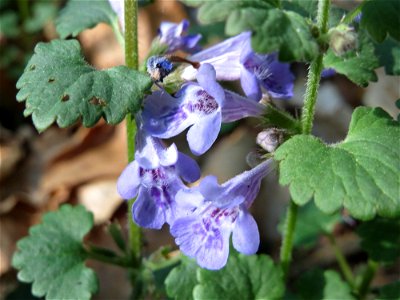 Gundermann (Glechoma hederacea) im Schwetzinger Hardt