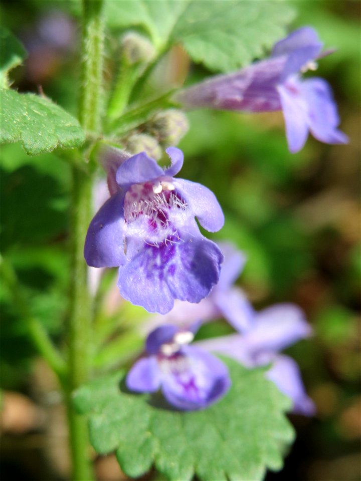 Gundermann (Glechoma hederacea) im Schwetzinger Hardt