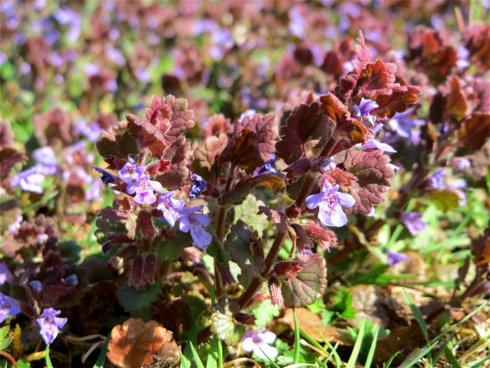 Gundermann (Glechoma hederacea) im Vogelschutzgebiet Wagbachniederung