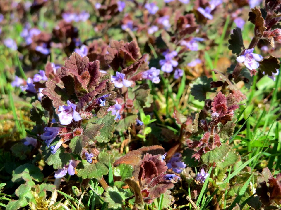 Gundermann (Glechoma hederacea) im Vogelschutzgebiet Wagbachniederung