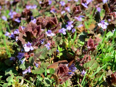 Gundermann (Glechoma hederacea) im Vogelschutzgebiet Wagbachniederung photo