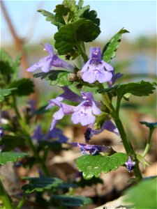 Gundermann (Glechoma hederacea) im Vogelschutzgebiet Wagbachniederung