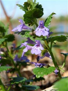 Gundermann (Glechoma hederacea) im Vogelschutzgebiet Wagbachniederung photo