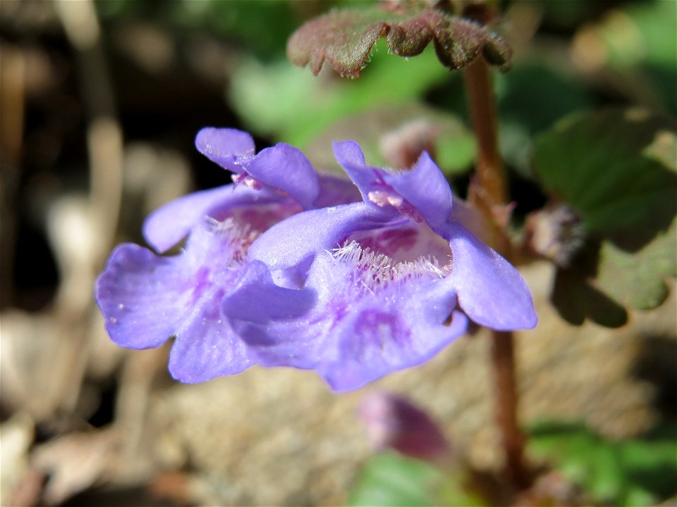Gundermann (Glechoma hederacea) im Vogelschutzgebiet Wagbachniederung