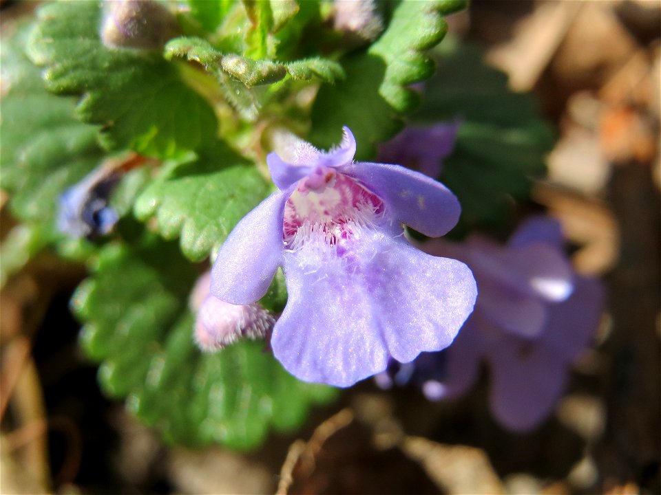 Gundermann (Glechoma hederacea) im Vogelschutzgebiet Wagbachniederung