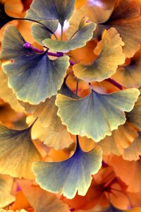 Nature colorful tree