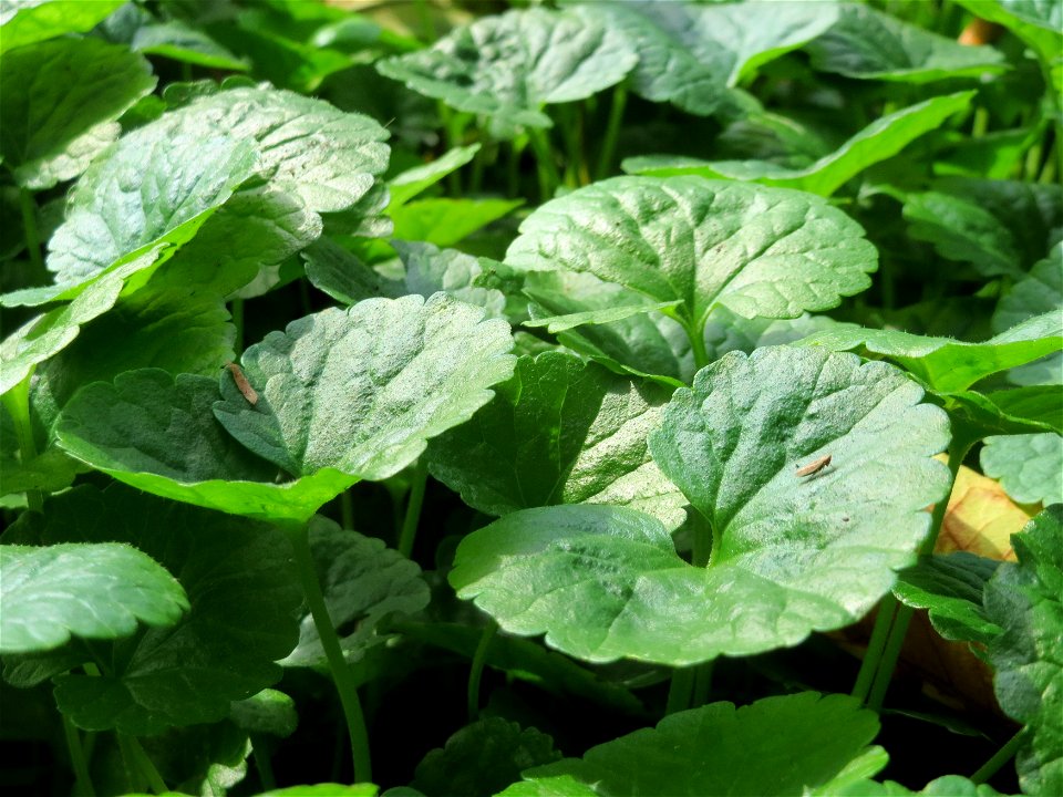 Gundermann (Glechoma hederacea) an der Saar in Saarbrücken