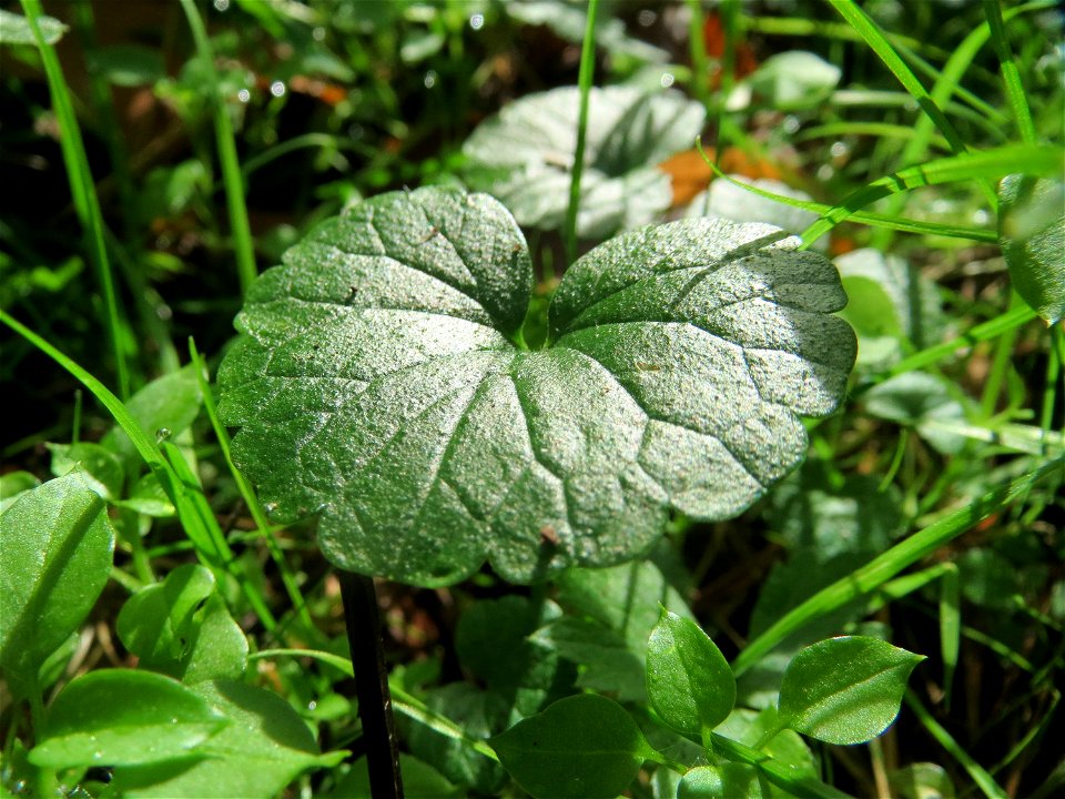 Gundermann (Glechoma hederacea) im Schwetzinger Hart