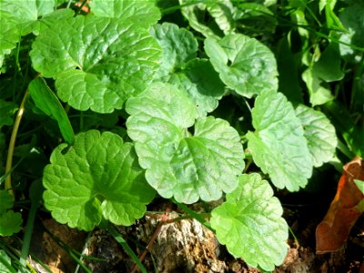 Gundermann (Glechoma hederacea) an der Saar in Saarbrücken