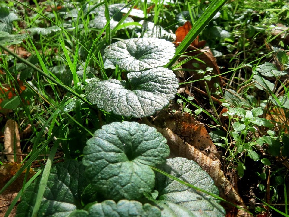 Gundermann (Glechoma hederacea) im Schwetzinger Hart