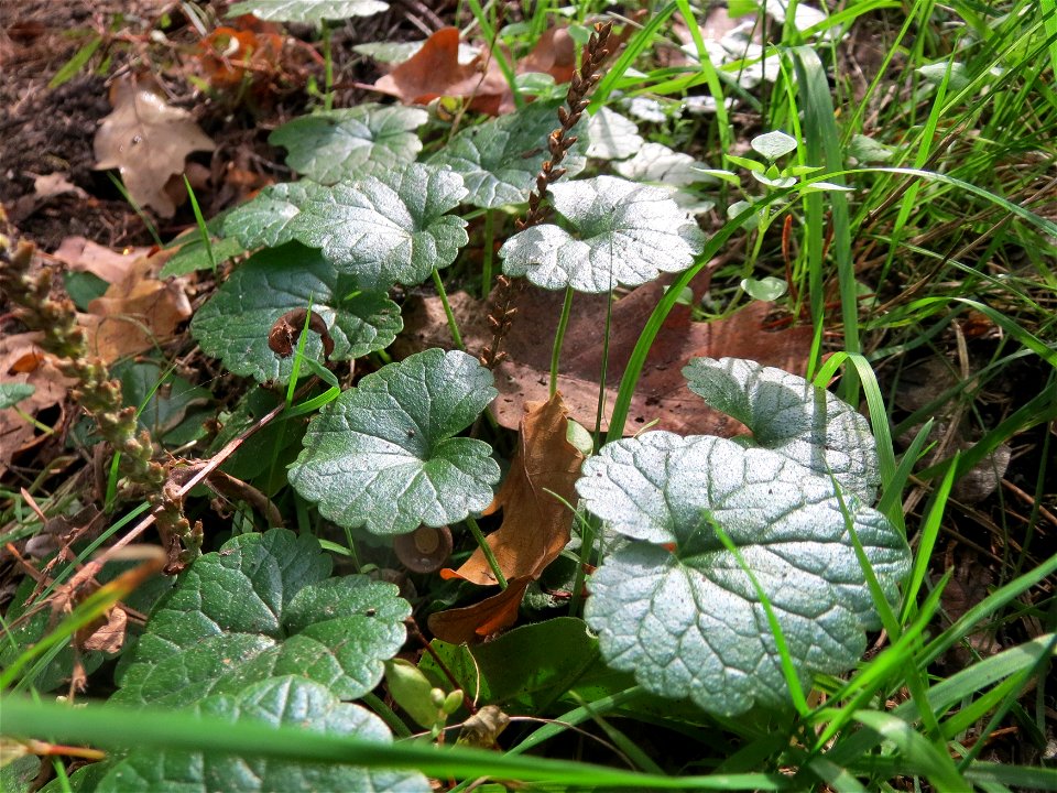 Gundermann (Glechoma hederacea) im Schwetzinger Hart