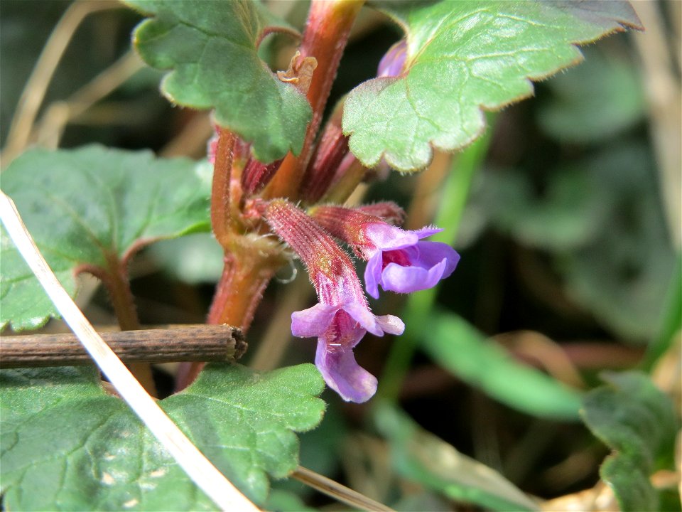 Gundermann (Glechoma hederacea) im Naturschutzgebiet "St. Arnualer Wiesen"