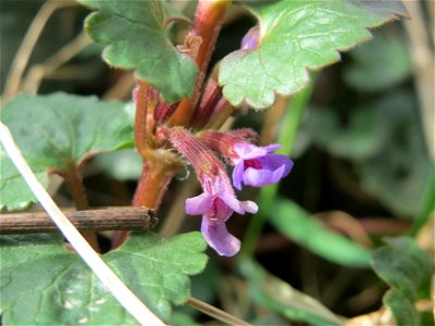 Gundermann (Glechoma hederacea) im Naturschutzgebiet "St. Arnualer Wiesen"