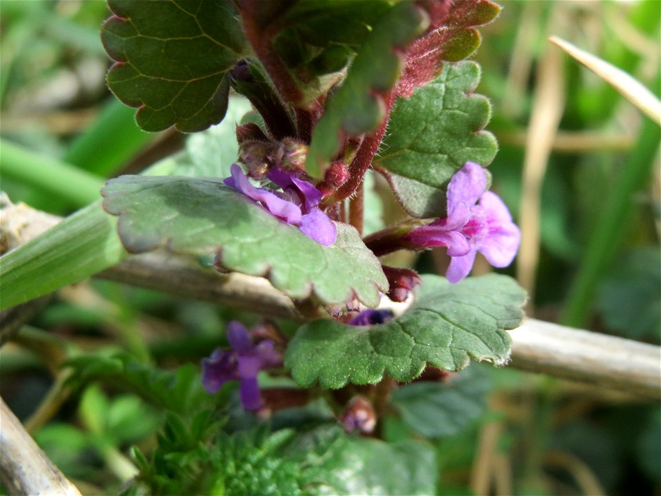 Gundermann (Glechoma hederacea) im Naturschutzgebiet "St. Arnualer Wiesen"