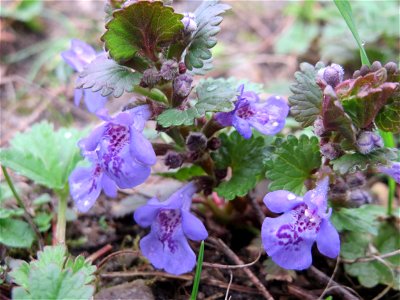Gundermann (Glechoma hederacea) in Hockenheim