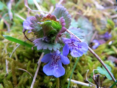 Gundermann (Glechoma hederacea) in Hockenheim photo