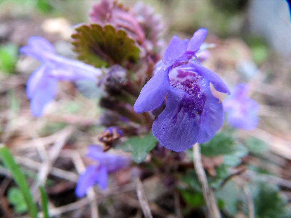 Gundermann (Glechoma hederacea) in Hockenheim