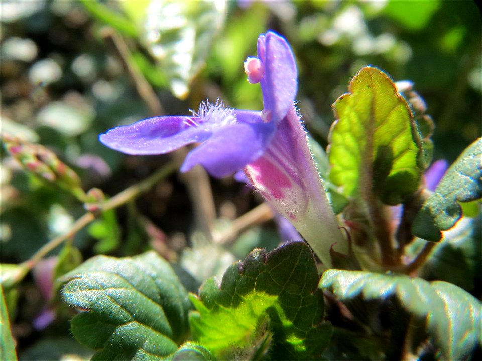 Gundermann (Glechoma hederacea) im Landesgartenschaupark Hockenheim