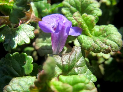 Gundermann (Glechoma hederacea) im Landesgartenschaupark Hockenheim