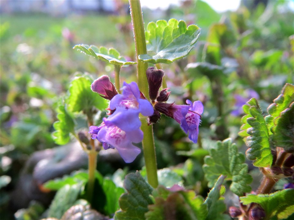 Gundermann (Glechoma hederacea) in Heidelberg