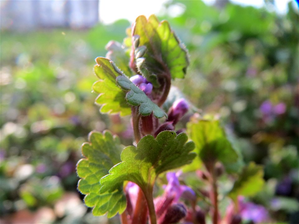 Gundermann (Glechoma hederacea) in Heidelberg