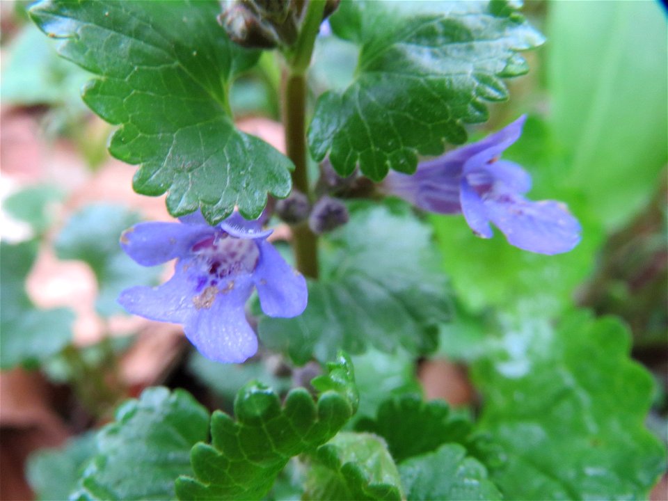 Gundermann (Glechoma hederacea) im Brettwald bei Malsch