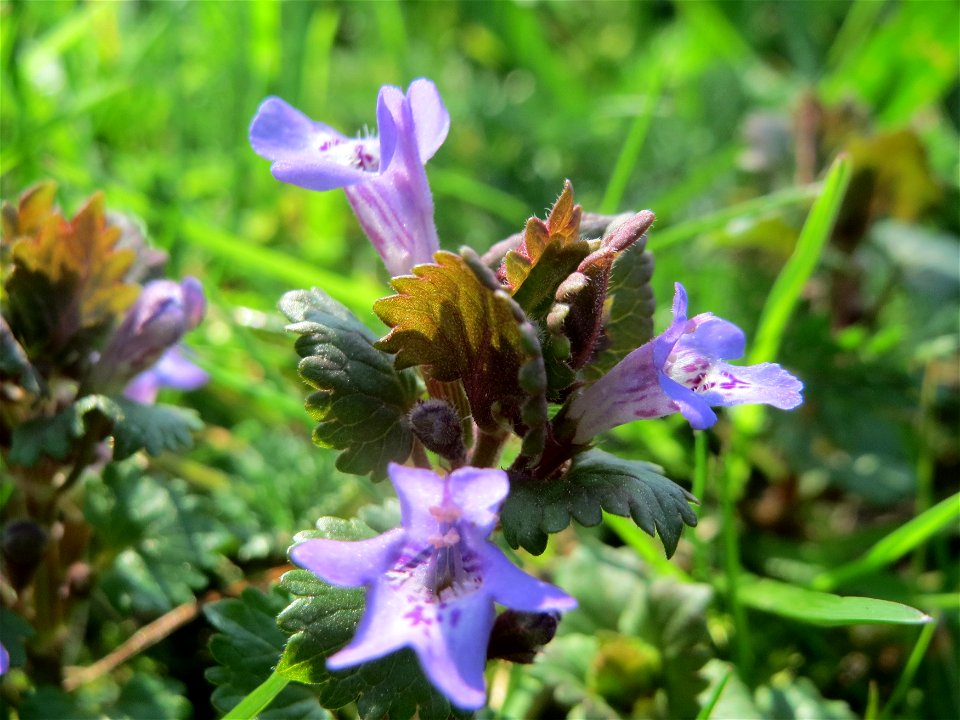 Gundermann (Glechoma hederacea) in Heidelberg