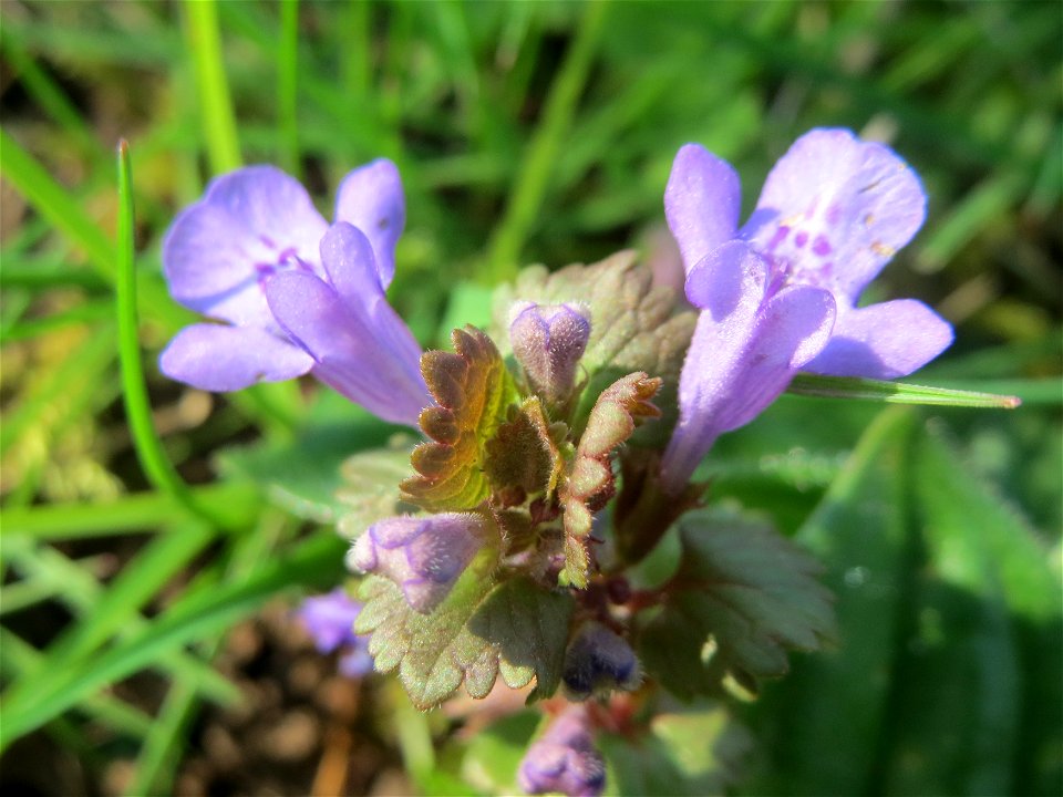 Gundermann (Glechoma hederacea) in Heidelberg