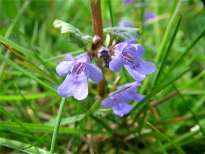 Gundermann (Glechoma hederacea) im Neuenheimer Feld in Heidelberg