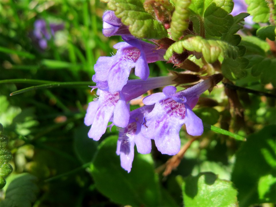 Gundermann (Glechoma hederacea) im Neuenheimer Feld in Heidelberg