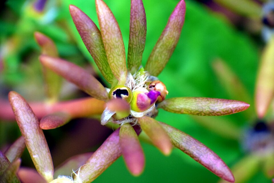 Circular tiny flowers nature