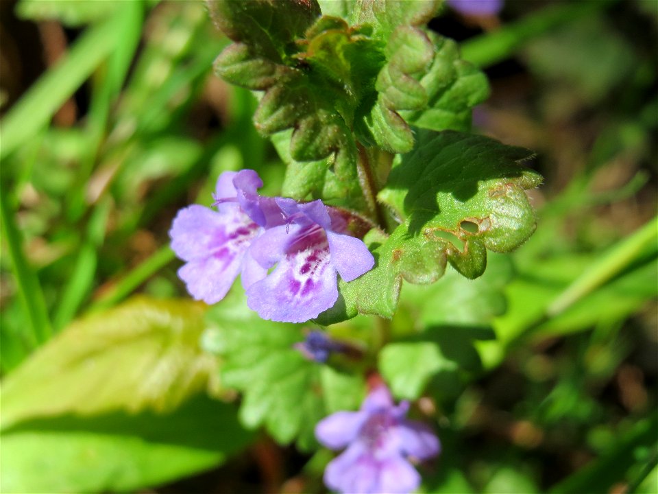 Gundermann (Glechoma hederacea) im Neuenheimer Feld in Heidelberg