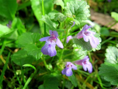 Gundermann (Glechoma hederacea) im Schlossgarten Schwetzingen