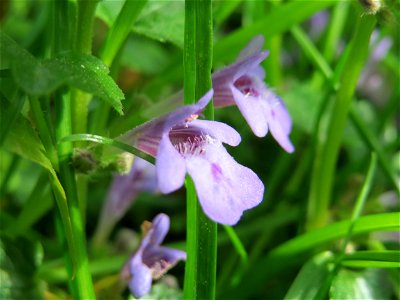 Gundermann (Glechoma hederacea) im Schlossgarten Schwetzingen