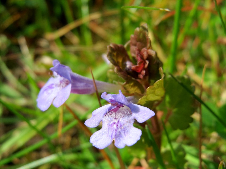 Gundermann (Glechoma hederacea) in Hockenheim