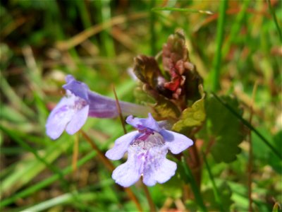 Gundermann (Glechoma hederacea) in Hockenheim