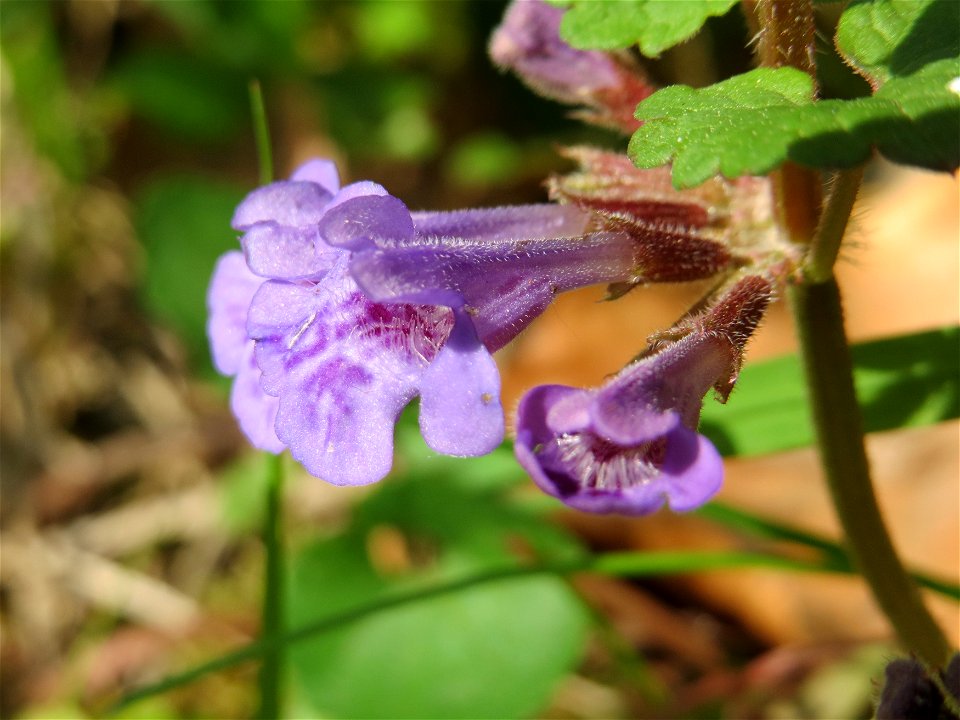 Gundermann (Glechoma hederacea) im Unteren Saubusch (Bannwaldbereich) im Schwetzinger Hardt