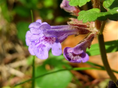 Gundermann (Glechoma hederacea) im Unteren Saubusch (Bannwaldbereich) im Schwetzinger Hardt