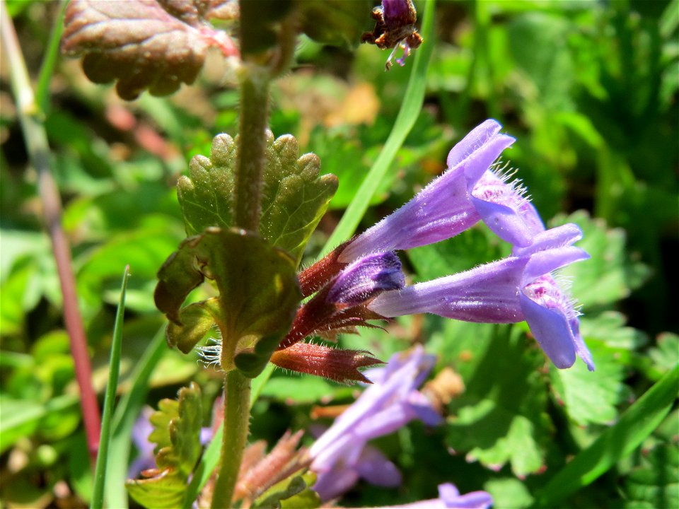 Gundermann (Glechoma hederacea) im Neuenheimer Feld in Heidelberg