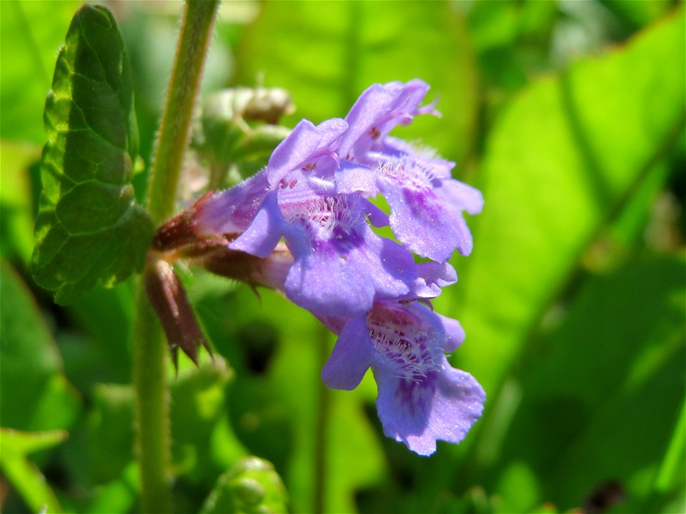 Gundermann (Glechoma hederacea) im Neuenheimer Feld in Heidelberg