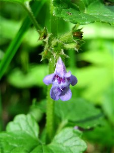 Gundermann (Glechoma hederacea) im Naturschutzgebiet „Ketscher Rheininsel“